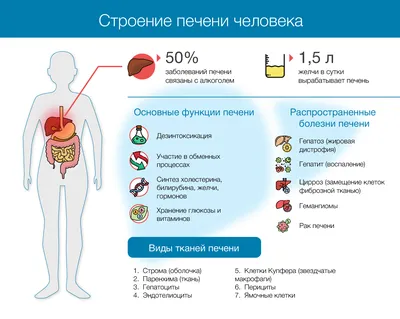 №1 В силу особенности своего строения печень НЕ выполняет в организме  человека функцию 1)синтеза - Школьные Знания.com