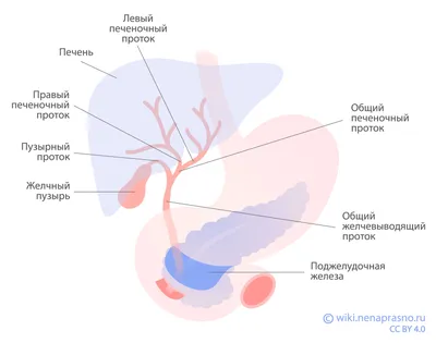 Заболевания Печени И Гепатита В Организме Человека — стоковые фотографии и  другие картинки Печень - Внутренний орган - iStock