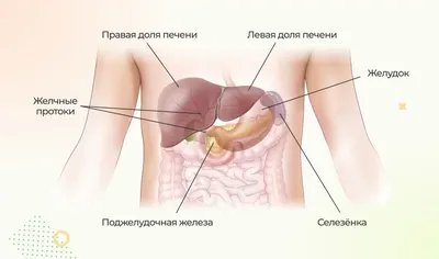 Всё о печени: строение и функции в организме человека