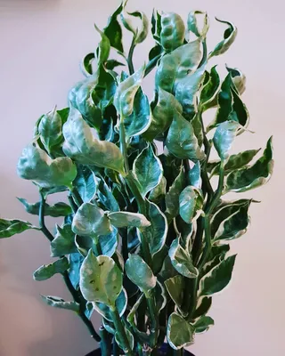Фото Педилантуса: идеальное растение для дома или офиса