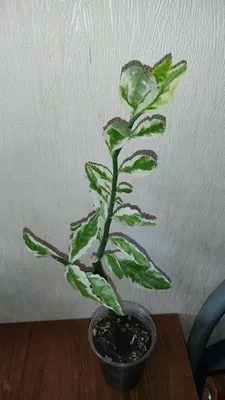 Изображение Педилантуса: растение, которое поднимает настроение