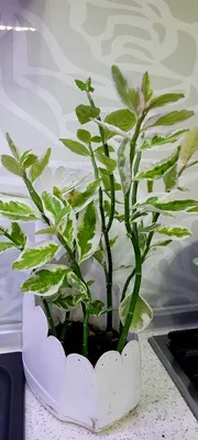 Фото Педилантуса: растение, которое приносит радость и умиротворение