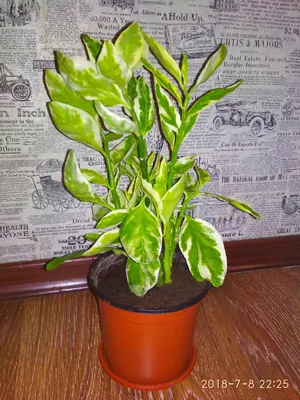 Педилантус на фото: оживите свой дом красивым растением
