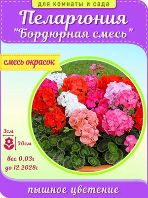 Картинка Пеларгонии: какие способы ухода за растением помогут сохранить зеленую массу
