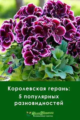 Изображение пеларгонии: яркие краски и нежный аромат