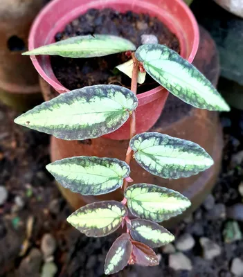 Фото Пеллионии: растение с характером