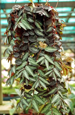 Фото Пеллионии: растение, которое украсит любой интерьер
