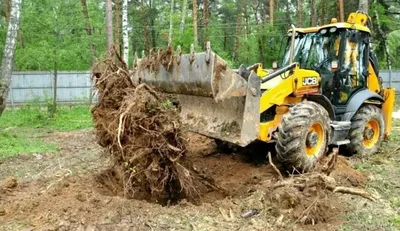 Как оригинально и красиво украсить пни на дачном участке? - Бізнес новини  Житомира