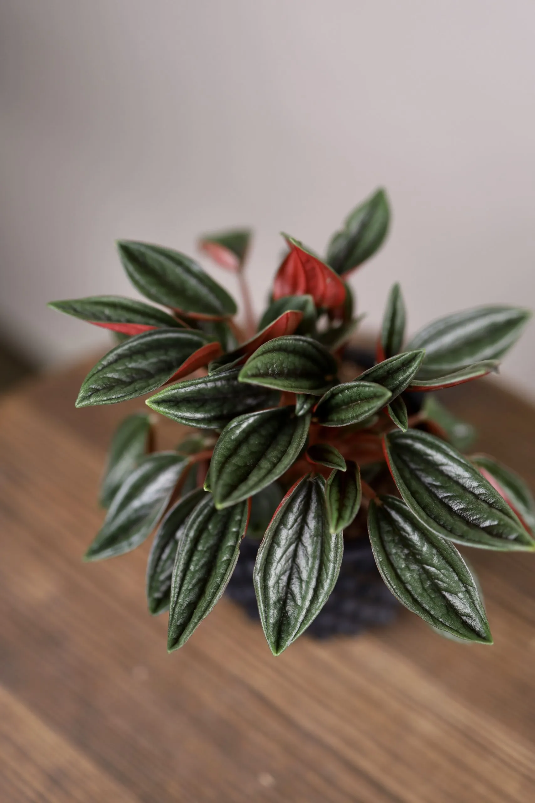 Peperomia cuspidilimba