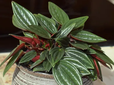 Комнатное растение Пеперомия: 5 преимуществ для вашего здоровья