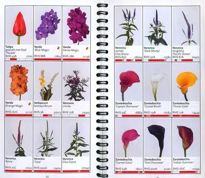 Цветы, которые долго стоят: 12 вариантов с названиями | РБК Life