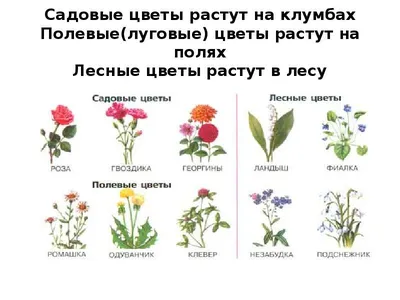Цветы которые стоят в вазе: список цветов - SuperFlowers