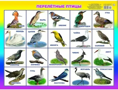 Проект для детей младшего дошкольного возраста 4-5 лет «Перелётные и з