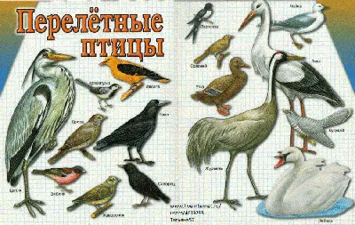 Открытки на тему перелетные птицы (80 фото) » Красивые картинки и открытки  с поздравлениями, пожеланиями и статусами - Lubok.club