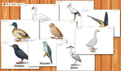 Зимующие и перелетные птицы России | Путешествие по Карелии | Farm animals  preschool, Nature kids, Birds