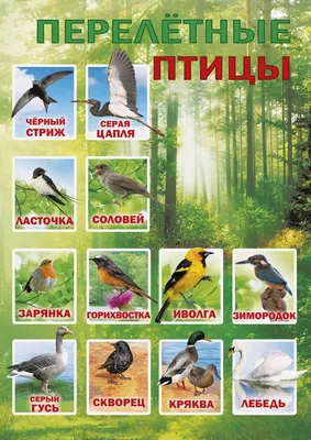 Перелетные птицы вернутся в этом году позже обычного, а оставшимся  приходится несладко - Москвич Mag
