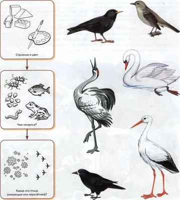 Перелетные птицы пересекают земной фон, Главная, птичье гнездо, стая птиц  фон картинки и Фото для бесплатной загрузки