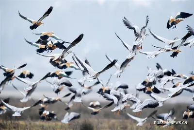 Фото перелетные птицы » Прикольные картинки: скачать бесплатно на рабочий  стол
