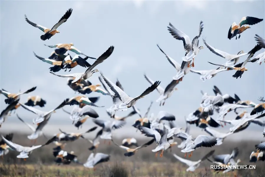 День перелетных птиц 2022. Кастамбо птица Перелетная. Высота 9 птиц. Возвращение перелётных птиц гтфка. 12 перелетных птиц