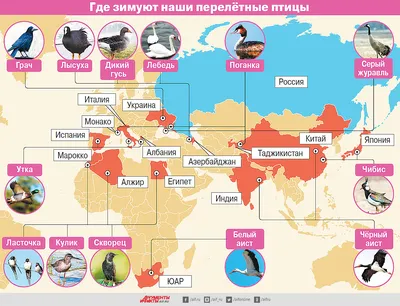 Почему перелетные птицы возвращаются весной обратно » ЯУстал - Источник  Хорошего Настроения