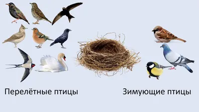 Кабинет логопеда: Перелетные птицы