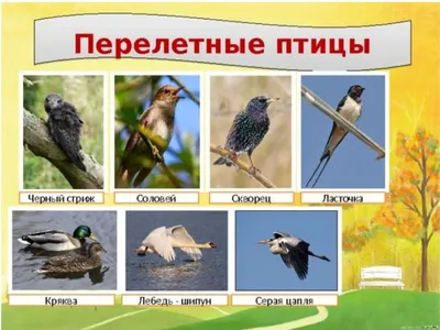 Птицы картинки для детей детского сада | Book activities, Activities for  kids, Busy book