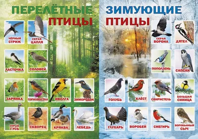 Набор карточек. Перелетные птицы (7124937) - Купить по цене от 281.00 руб.  | Интернет магазин SIMA-LAND.RU