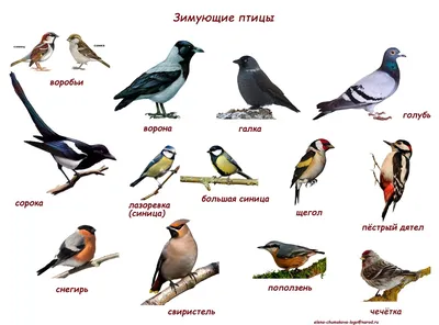 Перелетные птицы список с картинками 2 класс - сборка