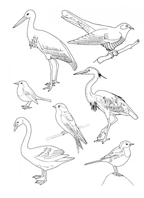 Картинки перелетные птицы скачать для детей