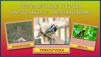 Определитель московских птиц: от дрозда до зеленой пересмешки - МК