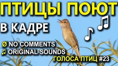 Подотряд Певчие (Oscines) (Н. А. Гладков, А. А. Иноземцев, А. В. Михеев)  [1970 - - Жизнь животных. Том 5. Птицы]