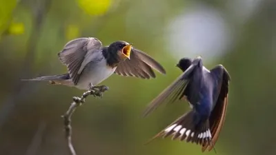 Чому птахи відлітають у теплі краї і як дізнаються, куди їм повертатися