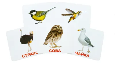 Розмальовки для дітей «Перелітні птахи» роздрукувати (33 фото)
