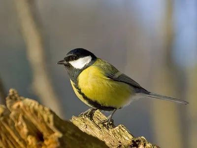 Відгадай пташку за її голосом/пізнавальне відео про спів птахів/звуки та  назви птахів для дітей - YouTube