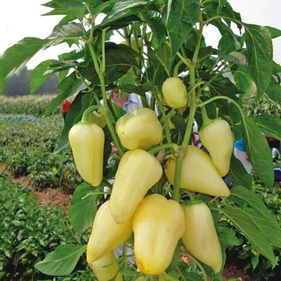 Набор семян Перец сладкий красный Алексий F1 10 шт - 5 уп., семена для  проращивания и посадки, семена овощей | AliExpress