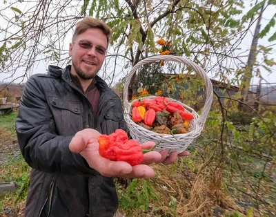 Каталог Болгарский перец вес, кг Алекс Фрут