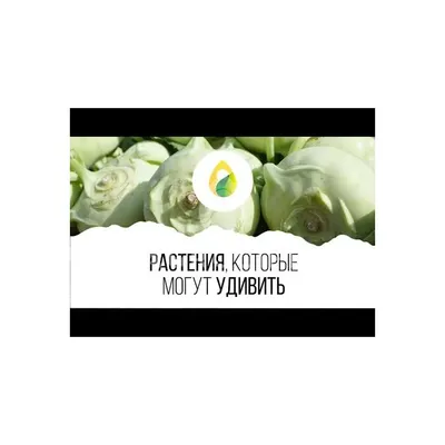 Семена Перец сладкий «Клаудио» F1 по цене 111 ₽/шт. купить в Москве в  интернет-магазине Леруа Мерлен