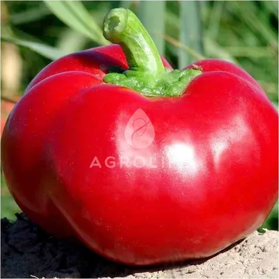 Набор семян Перец сладкий красный Алексий F1 10 шт - 3 уп. — купить в  интернет-магазине по низкой цене на Яндекс Маркете