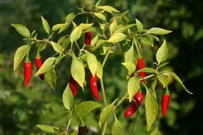 Перец Чили красный — Пять фруктов