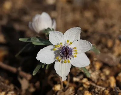 Весенние цветы первоцветы (78 фото) - 78 фото