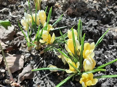 Весна в Одессе: распускаются первые цветы (фоторепортаж) — УСІ Online
