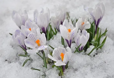 Первые Весенние Цветы Нарциссы Покрытые Снегом Красивые Нарциссы Зимой  Морозоустойчивые стоковое фото ©Vitalinka 442873530