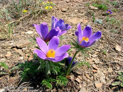Первые цветы. Весенние цветы. Начало весны. фотография Stock | Adobe Stock