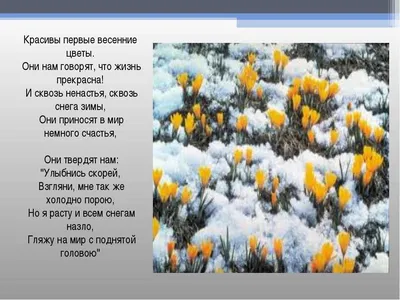 Дети знакомятся с первоцветами — Новости