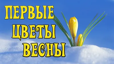 Раскраски Весенние цветы распечатать бесплатно