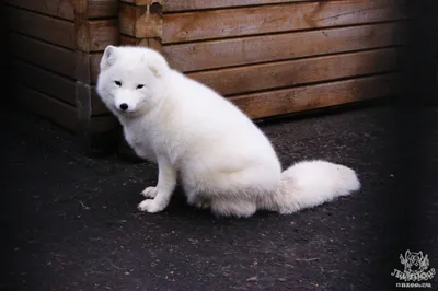Песец: искусство выживания! Интересные факты о полярной лисице - YouTube