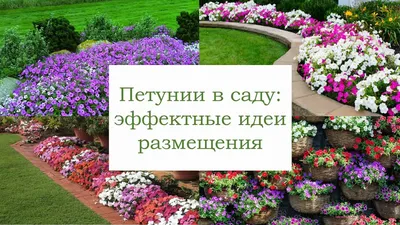 Петунии | Пикабу