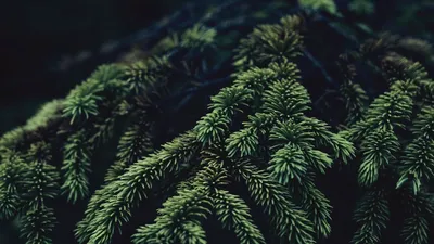 Пихта белокорая в заснеженном лесу: зимнее изображение
