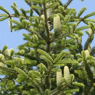 Пихту сибирскую Abies sibirica можно купить недорого с доставкой в  питомнике Любвитский