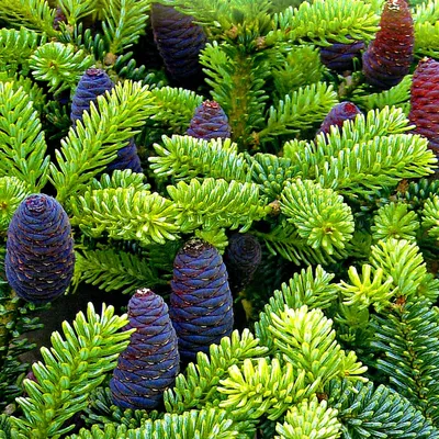 ИСПАНСКАЯ ПИХТА (ABIES PINSAPO): купить саженцы испанской пихты (abies  pinsapo) почтой | PLOD.UA